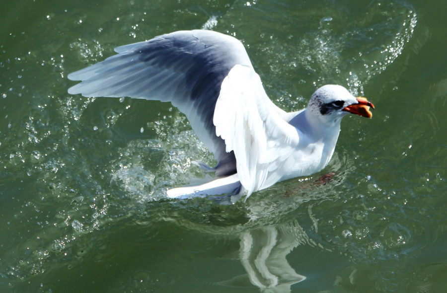 Mouette