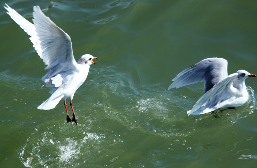 Mouette