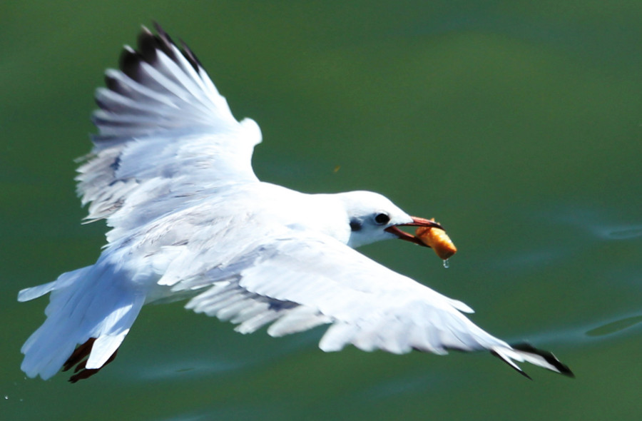 Mouette