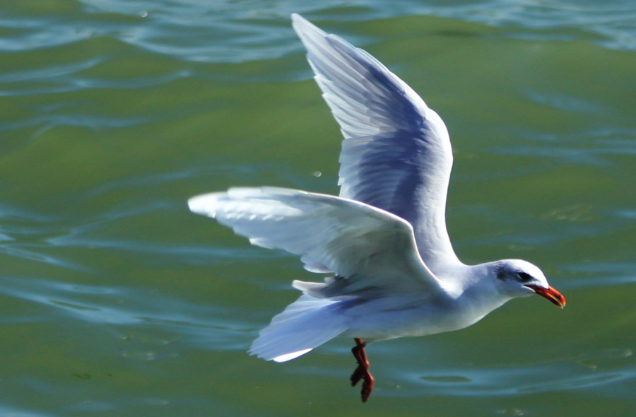 Mouette