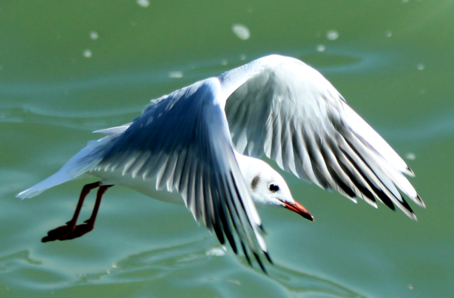 Mouette