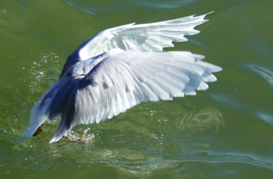 Mouette