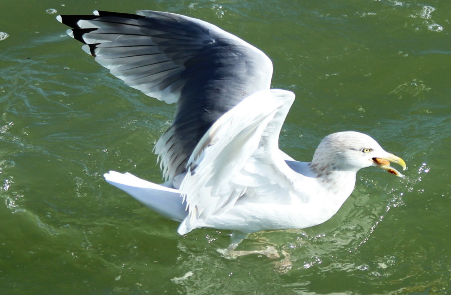 Mouette