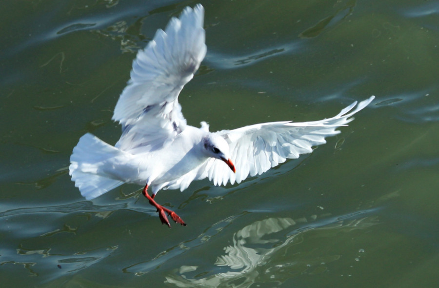 Mouette