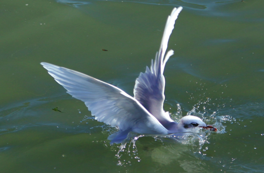 Mouette