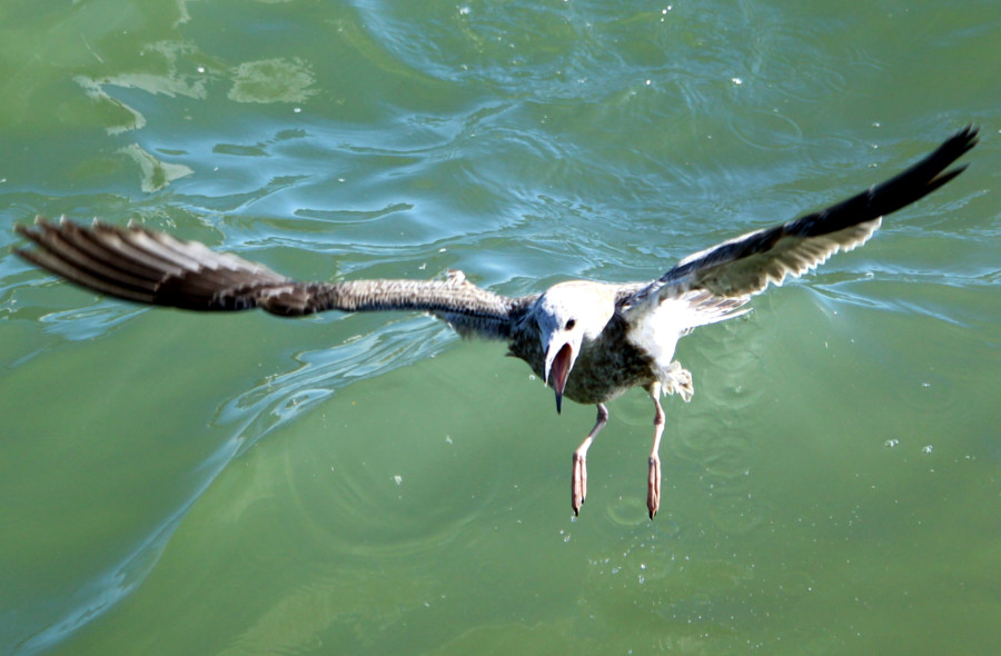 Mouette
