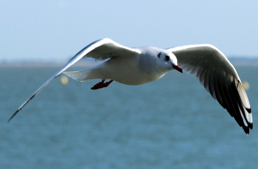 Mouette
