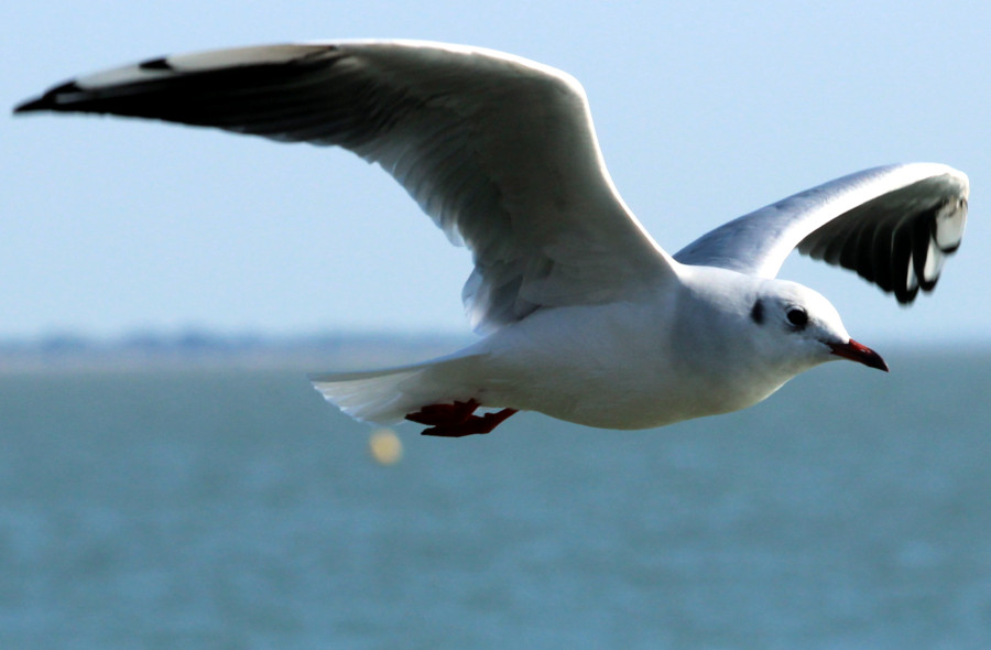Mouette