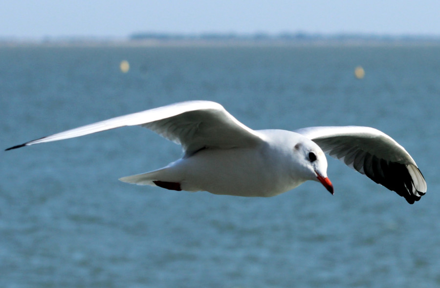 Mouette