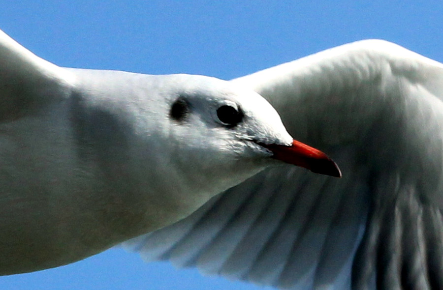 Mouette