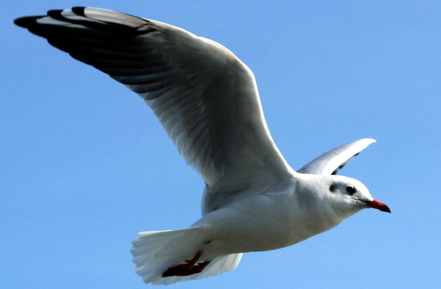 Mouette