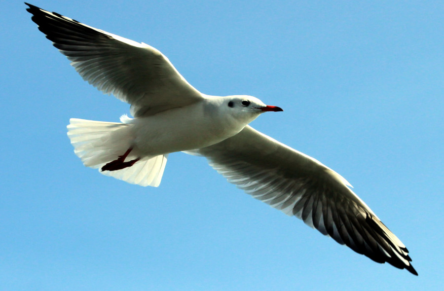 Mouette