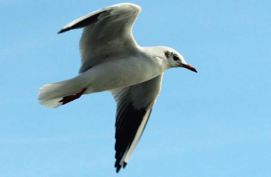 Mouette