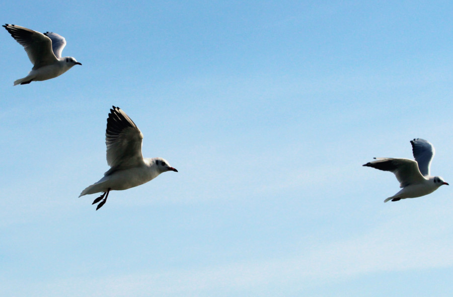 Mouette