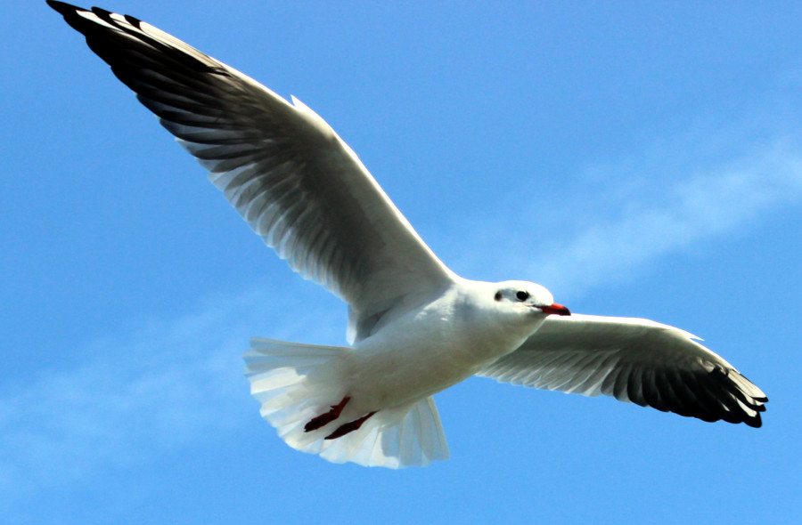 Mouette