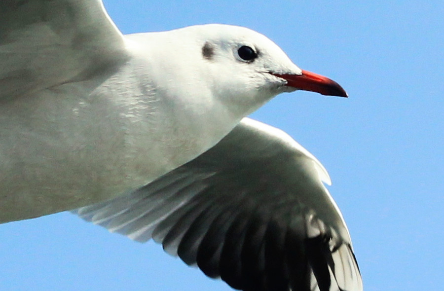 Mouette