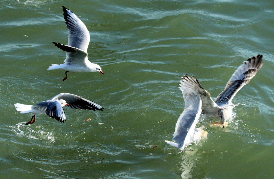 Mouette