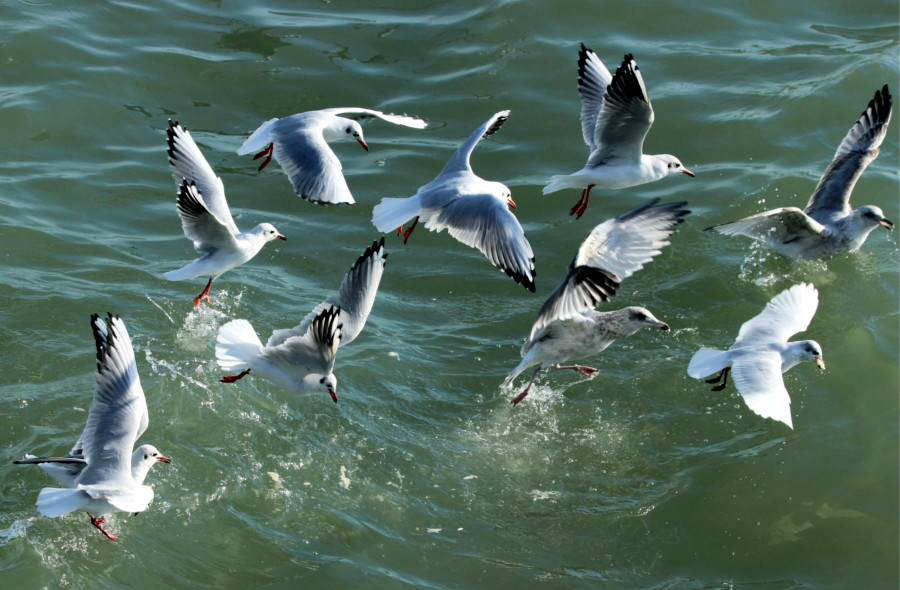Mouettes