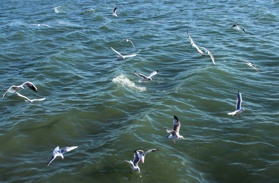 Mouettes