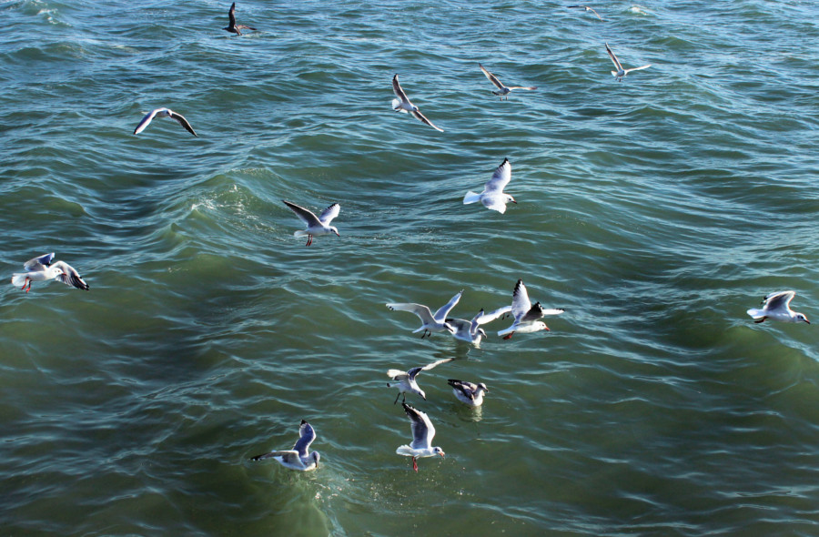 Mouettes